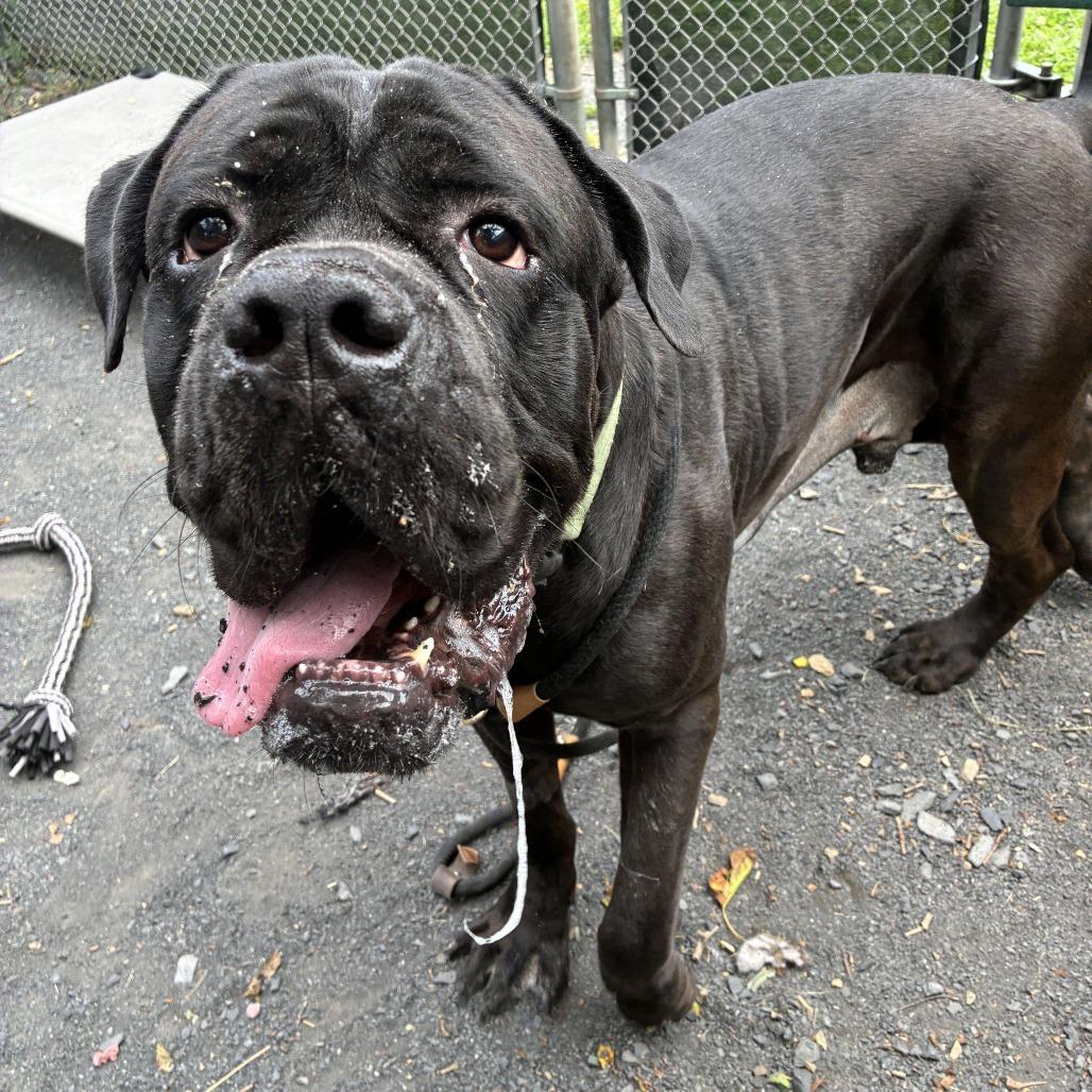 Enlarge Bear, a Adoptable Cane Corso in Conshohocken, PA image 4/6