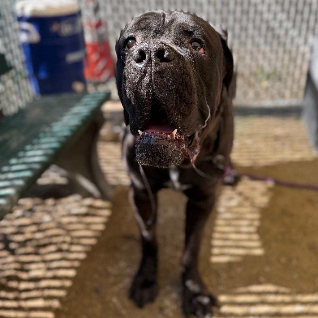Enlarge Bear, a Adoptable Cane Corso in Conshohocken, PA image 5/6