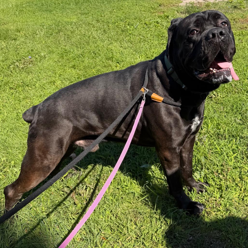 Enlarge Bear, a Adoptable Cane Corso in Conshohocken, PA image 6/6