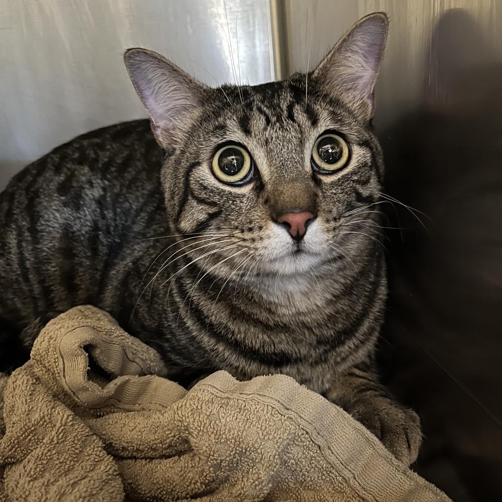 Oliver, Adoptable, Adult Male Domestic Short Hair.