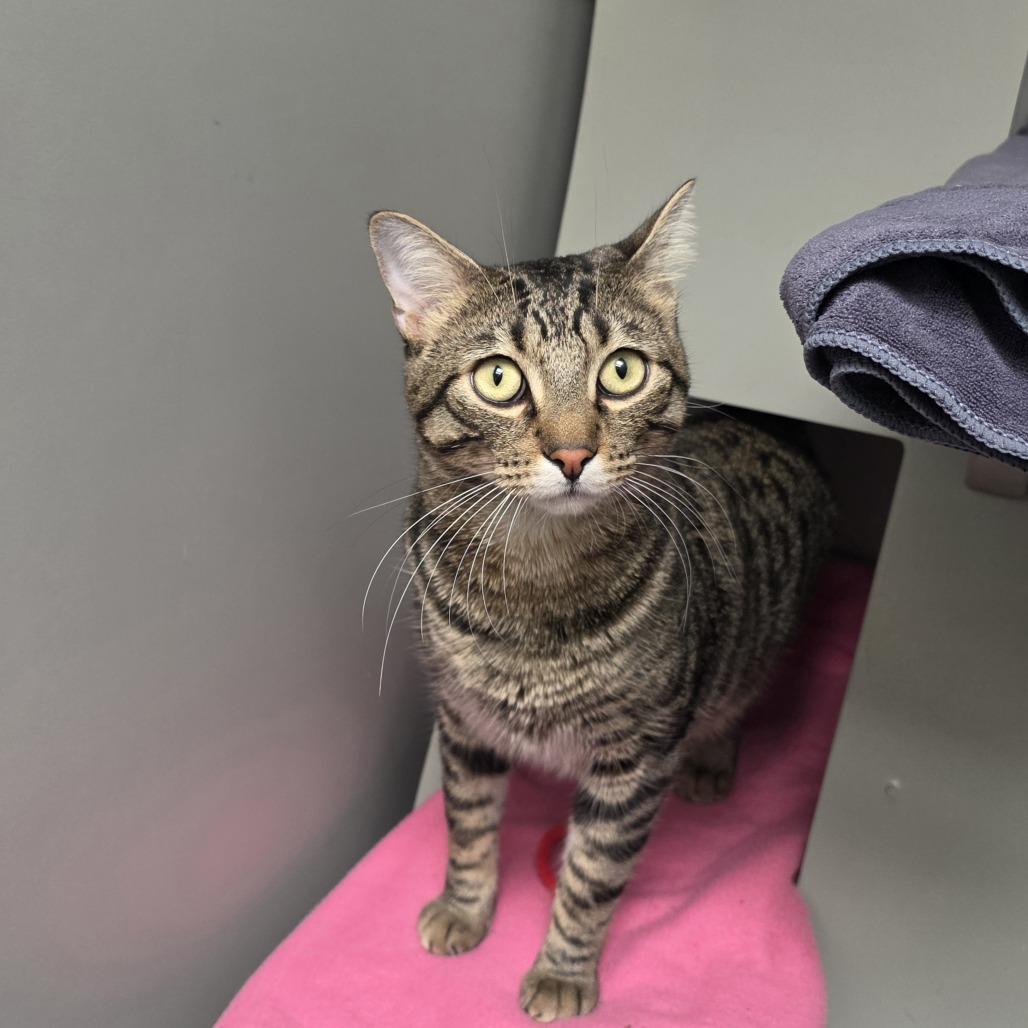 Enlarge Oliver, a Adoptable Domestic Short Hair in Ojai, CA image 2/2