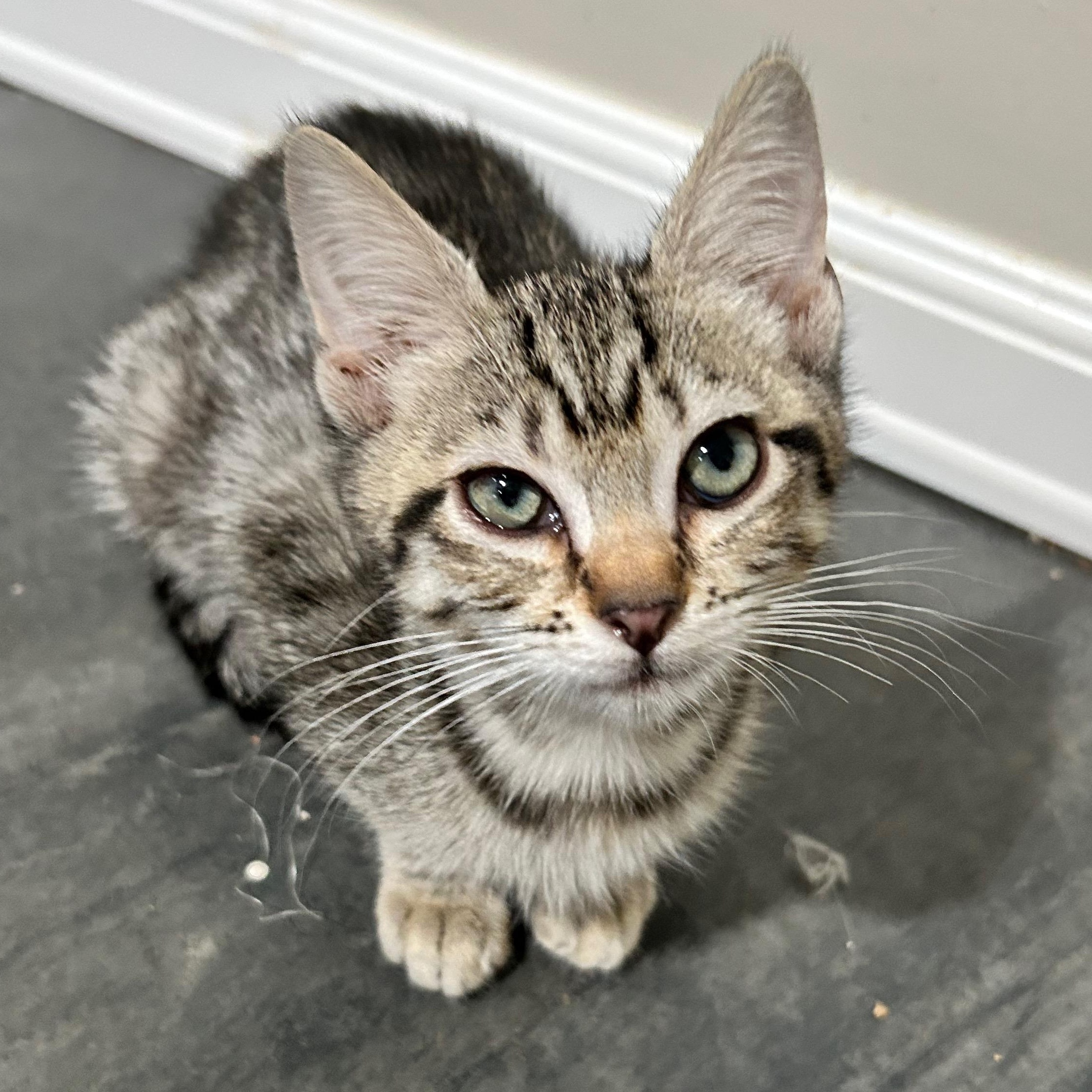 Arden (elizabeth) - The Glam Group