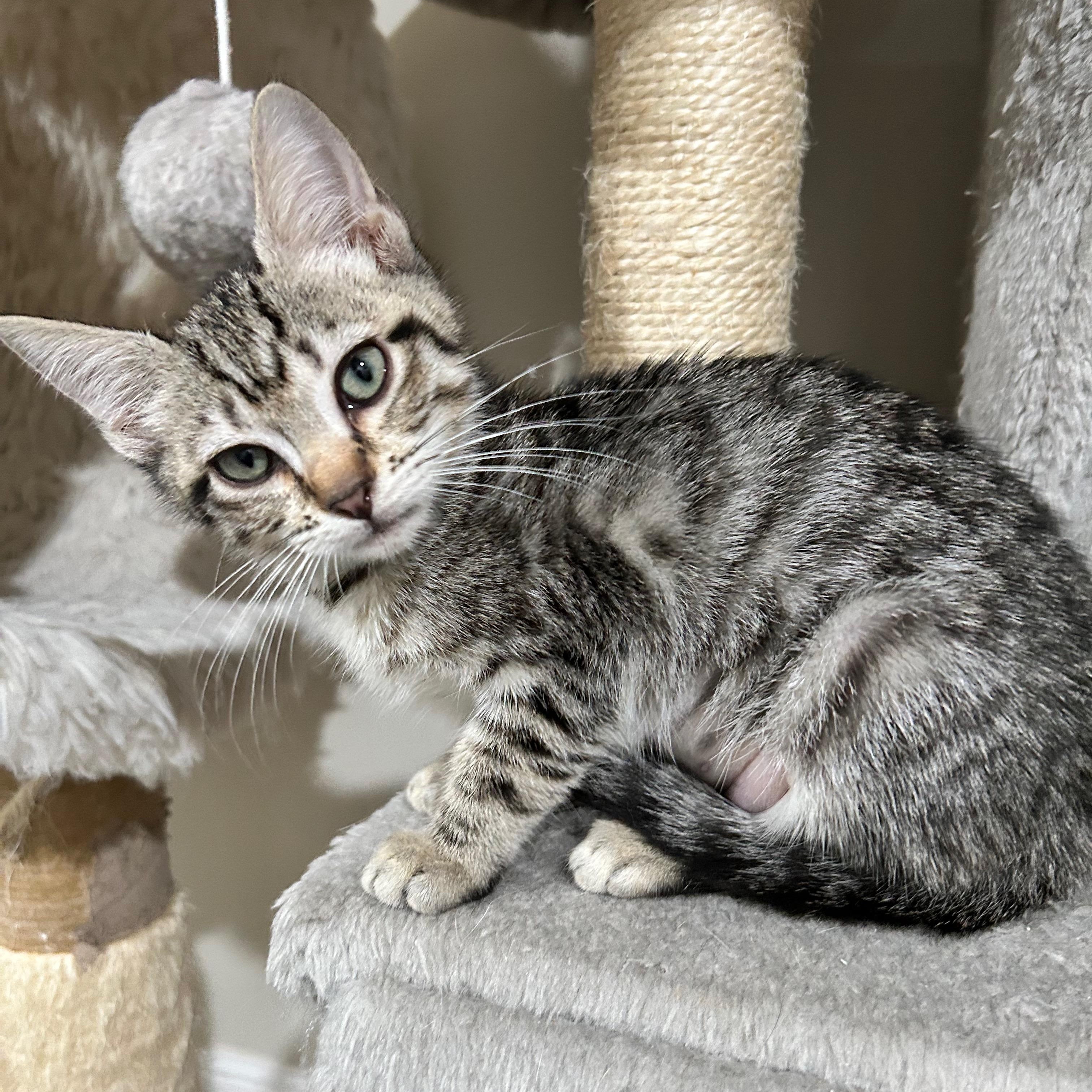 Arden (elizabeth) - The Glam Group