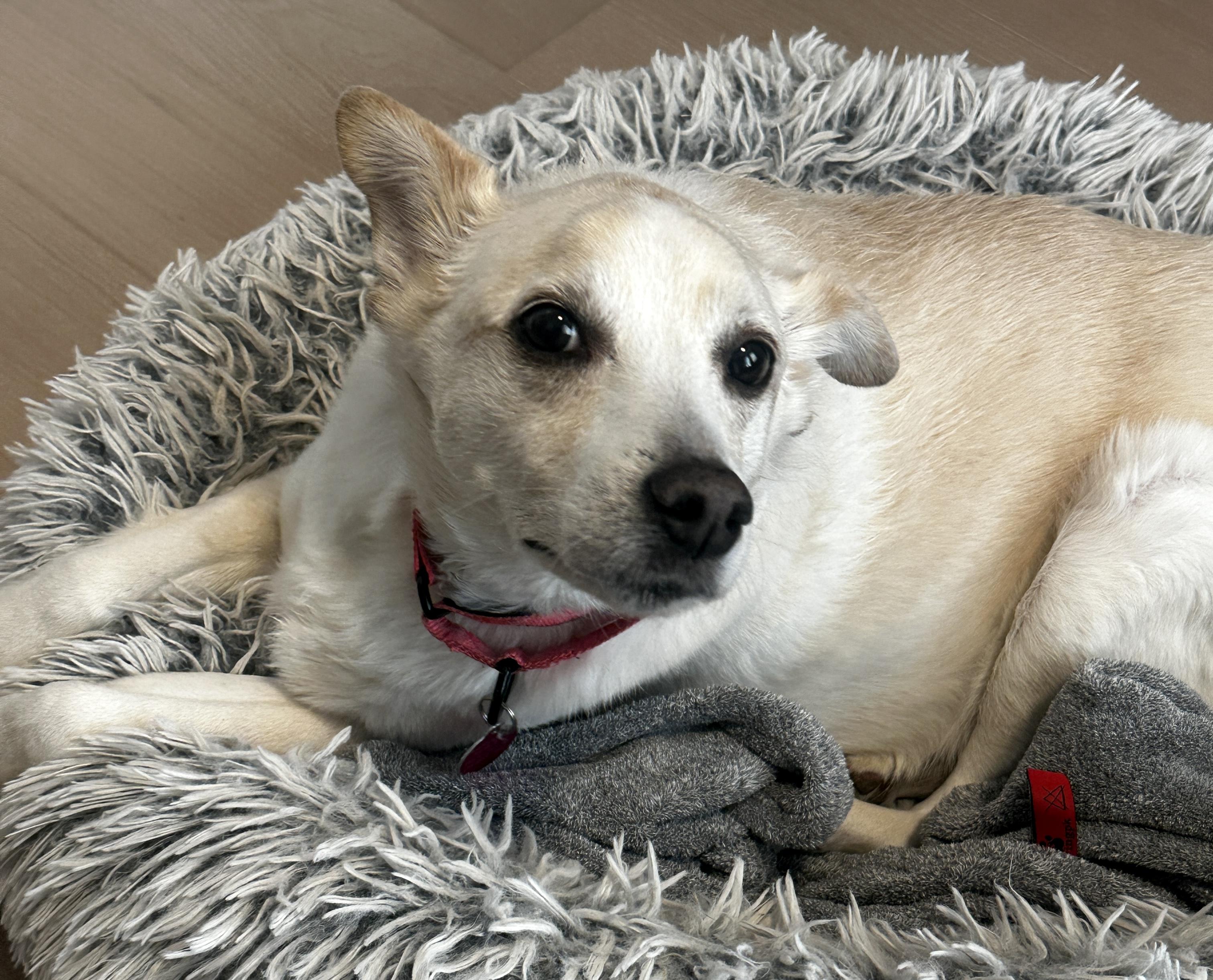 Enlarge Buddy, a Adoptable mixed breed in Brooklyn, NY image 5/6