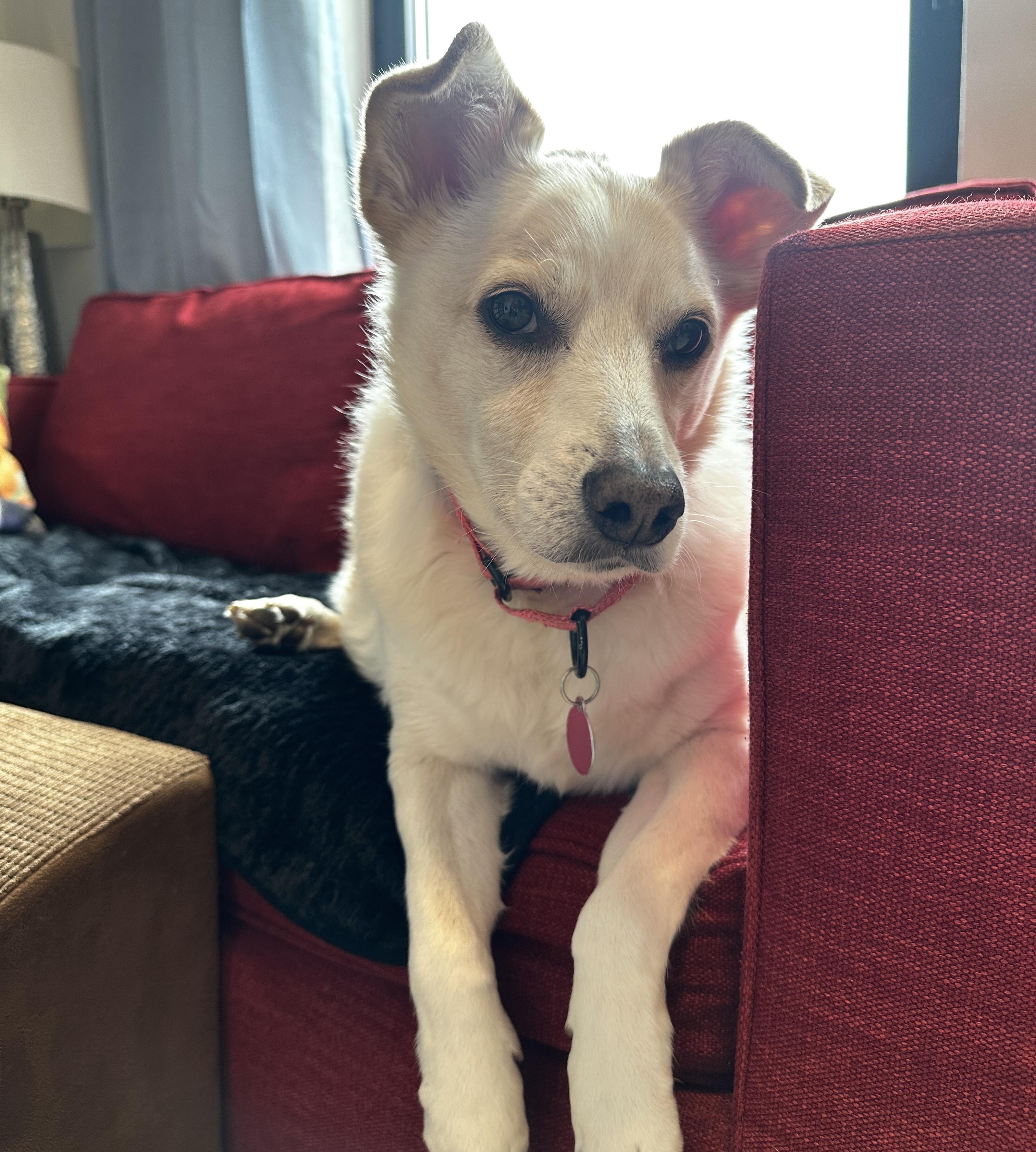 Enlarge Buddy, a Adoptable mixed breed in Brooklyn, NY image 6/6