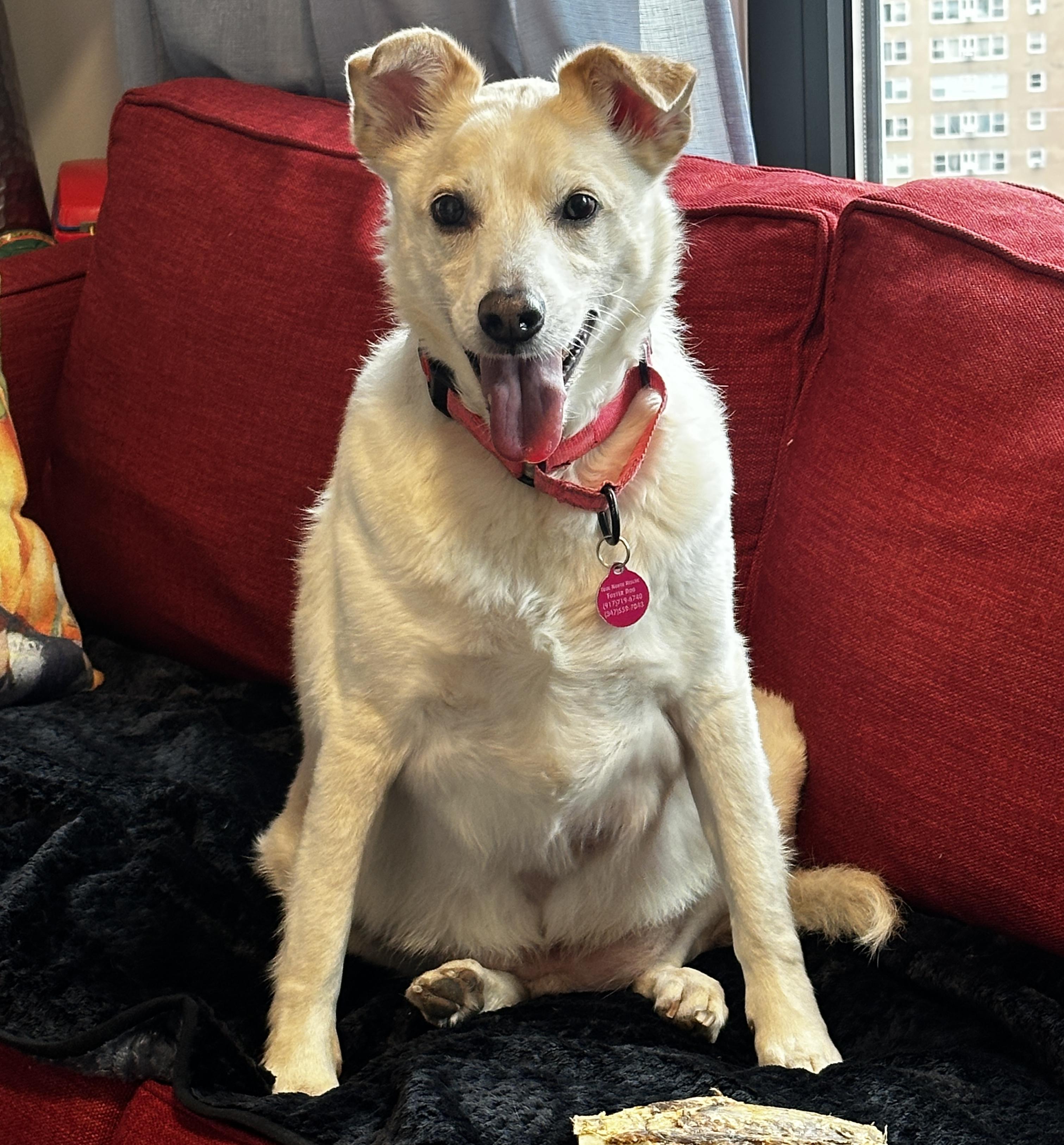 Enlarge Buddy, a Adoptable mixed breed in Brooklyn, NY image 4/6