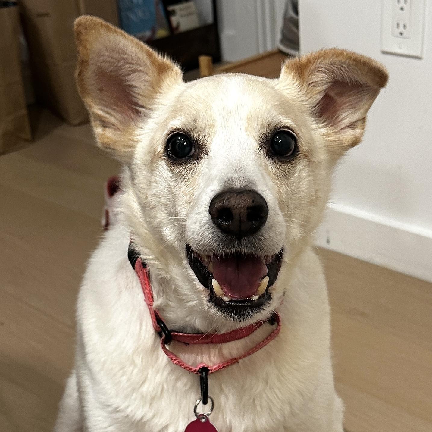 Enlarge Buddy, a Adoptable mixed breed in Brooklyn, NY image 1/6