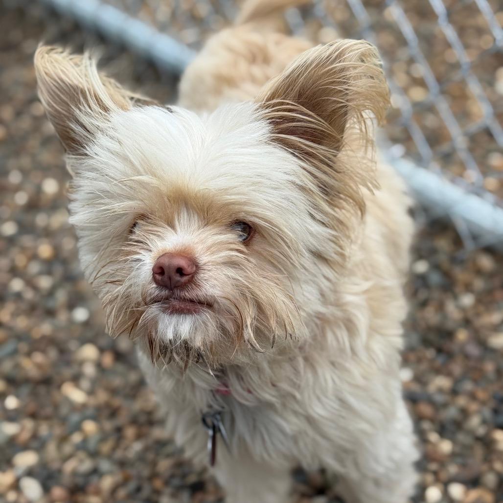 Chico, a Adoptable Mixed Breed in Chariton, IA image 1/3