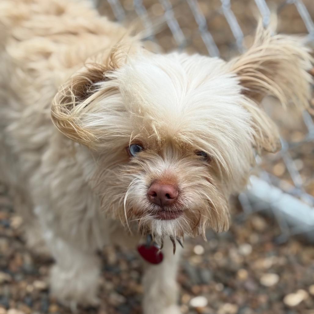 Chico, a Adoptable Mixed Breed in Chariton, IA image 2/3