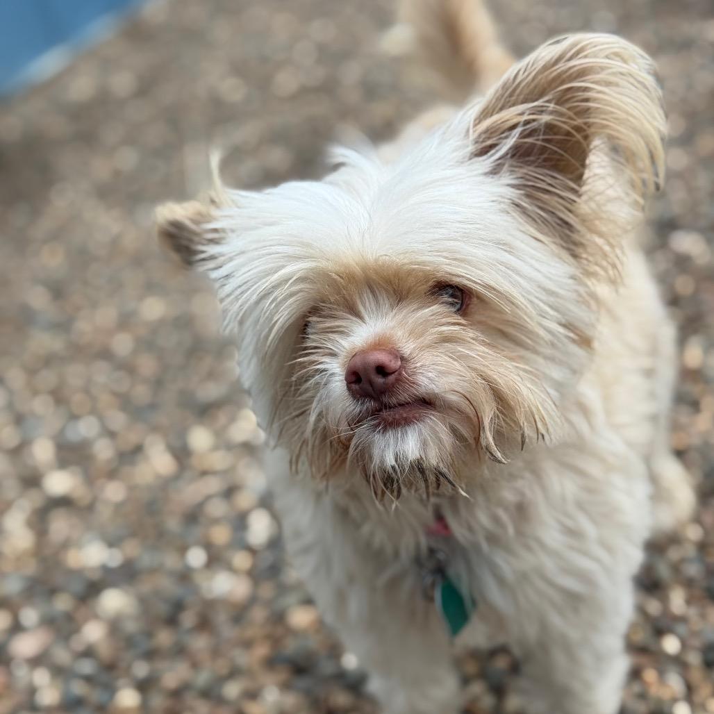 Chico, a Adoptable Mixed Breed in Chariton, IA image 3/3