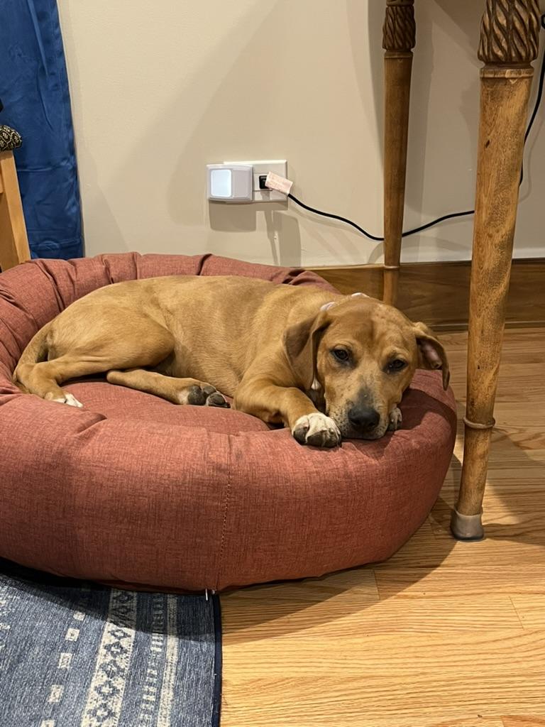 Enlarge Maggie, a Adoptable mixed breed in Crystal Lake, IL image 3/5