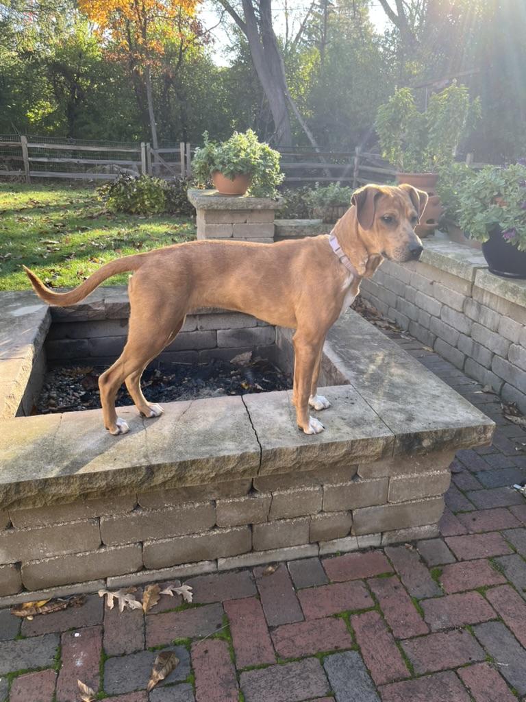 Enlarge Maggie, a Adoptable mixed breed in Crystal Lake, IL image 4/5