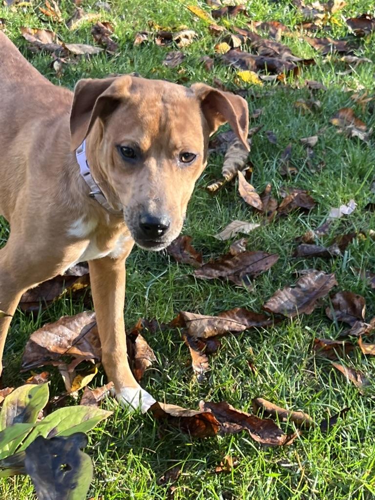 Enlarge Maggie, a Adoptable mixed breed in Crystal Lake, IL image 5/5