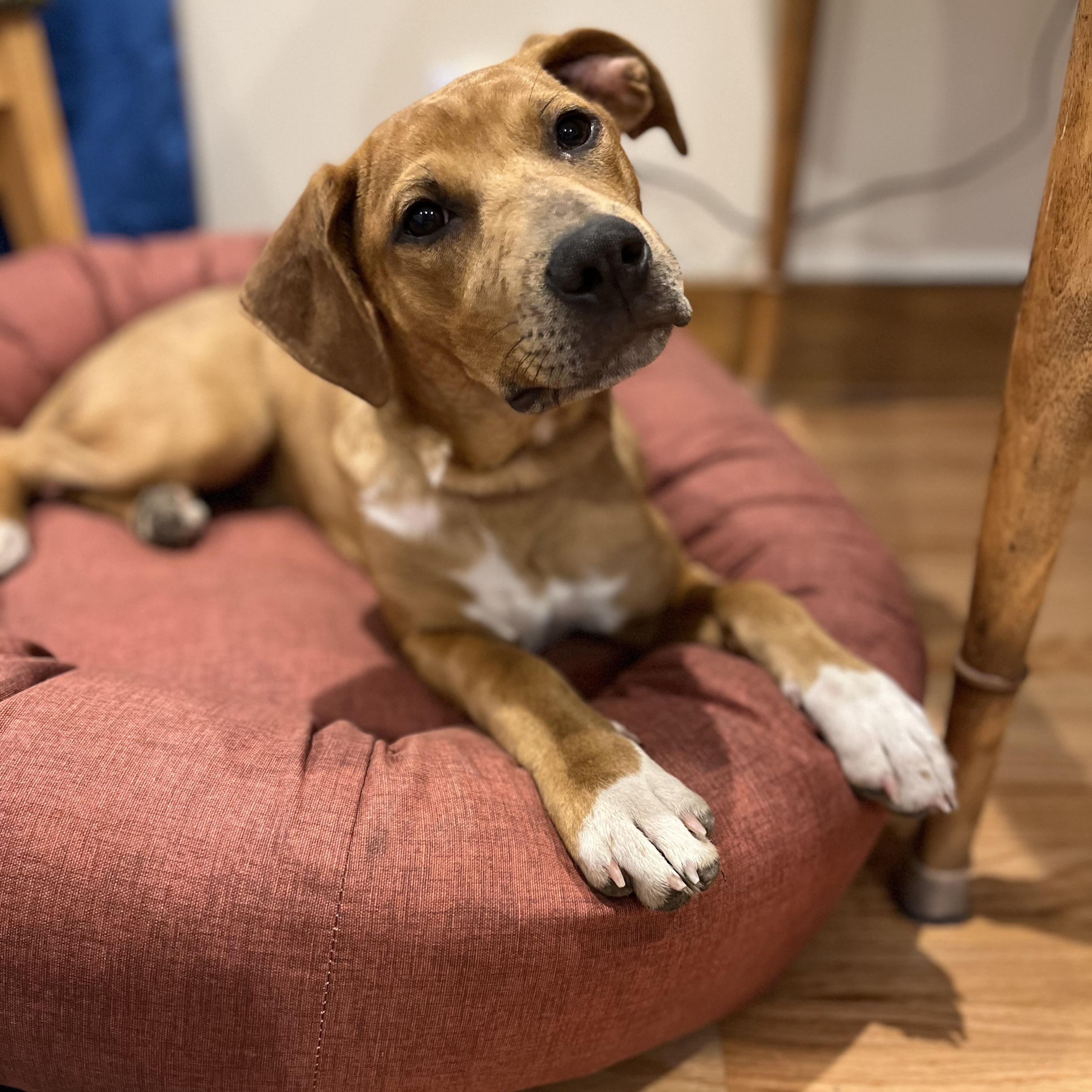 Maggie, Adoptable, Young Female Hound.