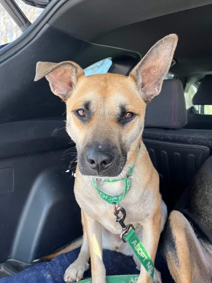 Enlarge Scout, an adopted mixed breed in Watertown, CT image 6/6