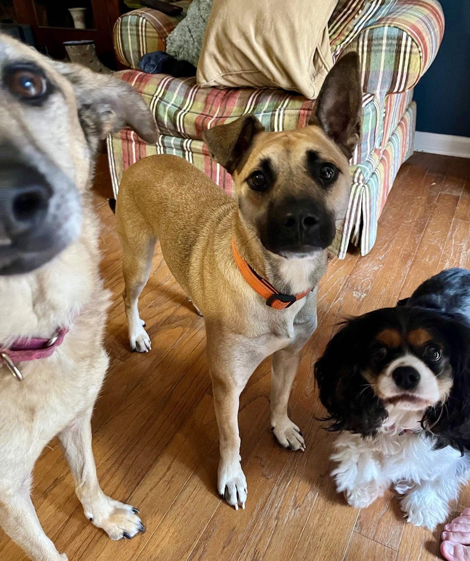 Scout, adoptable, Young Male Shiba Inu & Australian Cattle Dog / Blue Heeler.