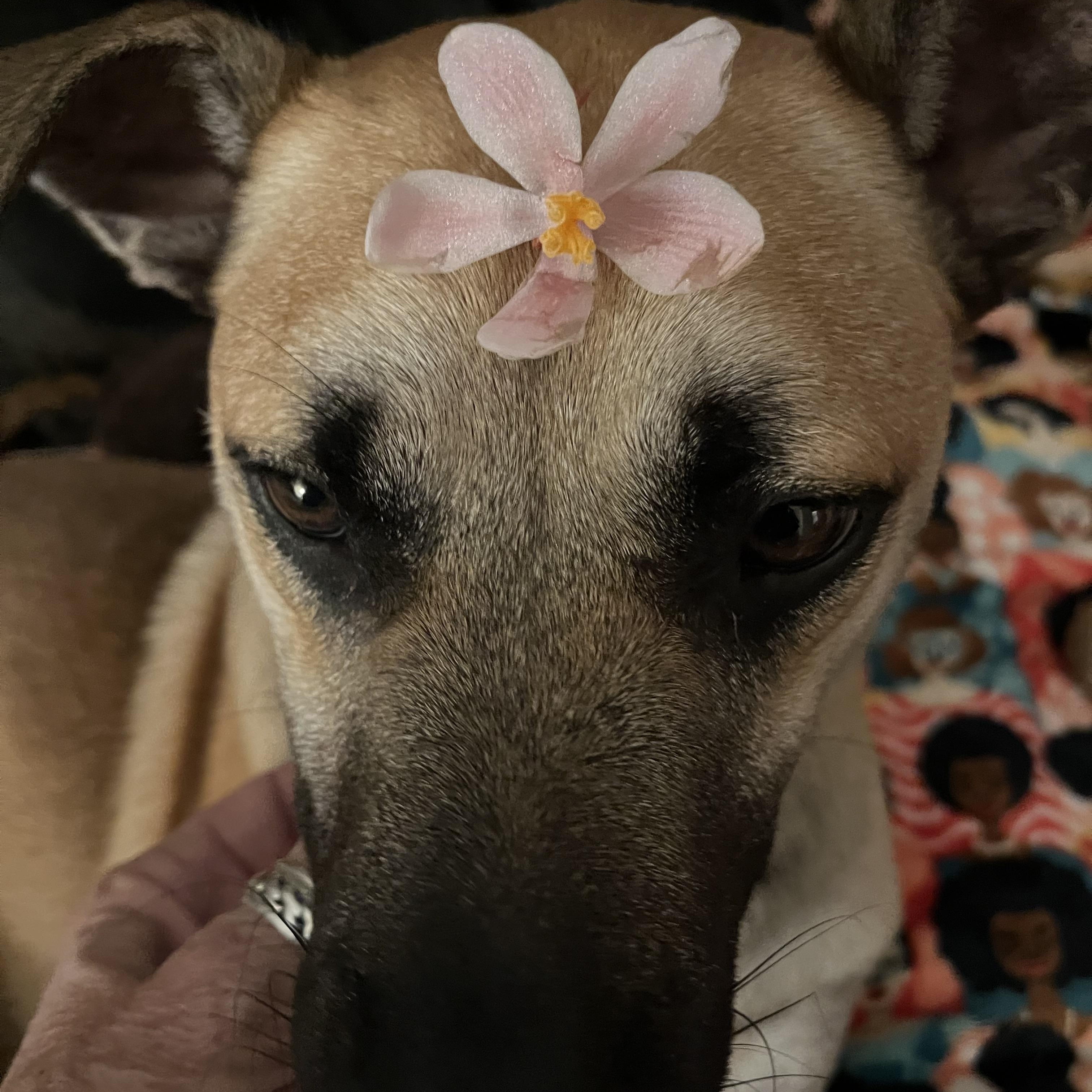 Scout, a Adoptable mixed breed in Watertown, CT image 2/5