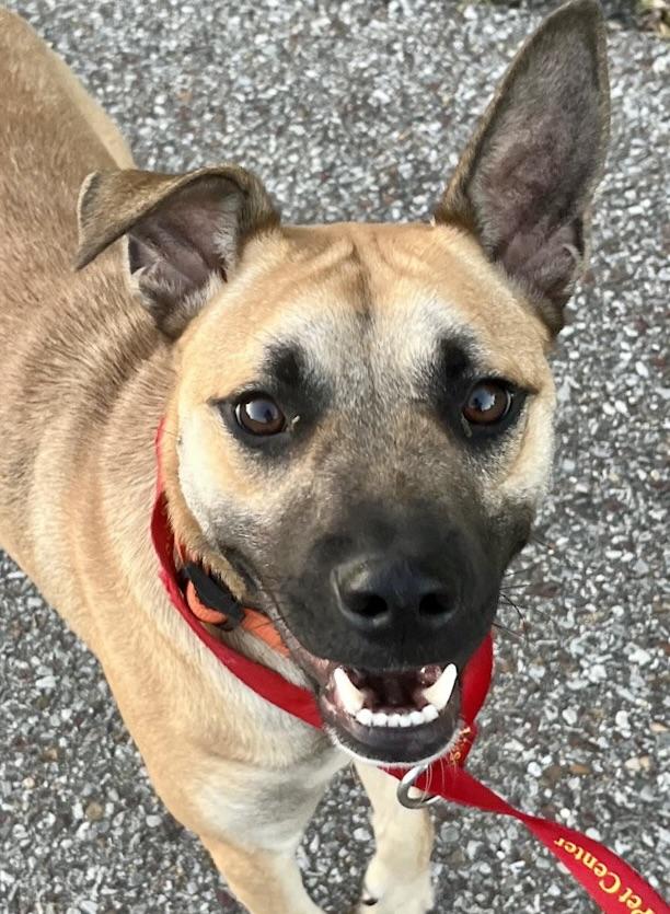 Scout, a Adoptable mixed breed in Watertown, CT image 4/5