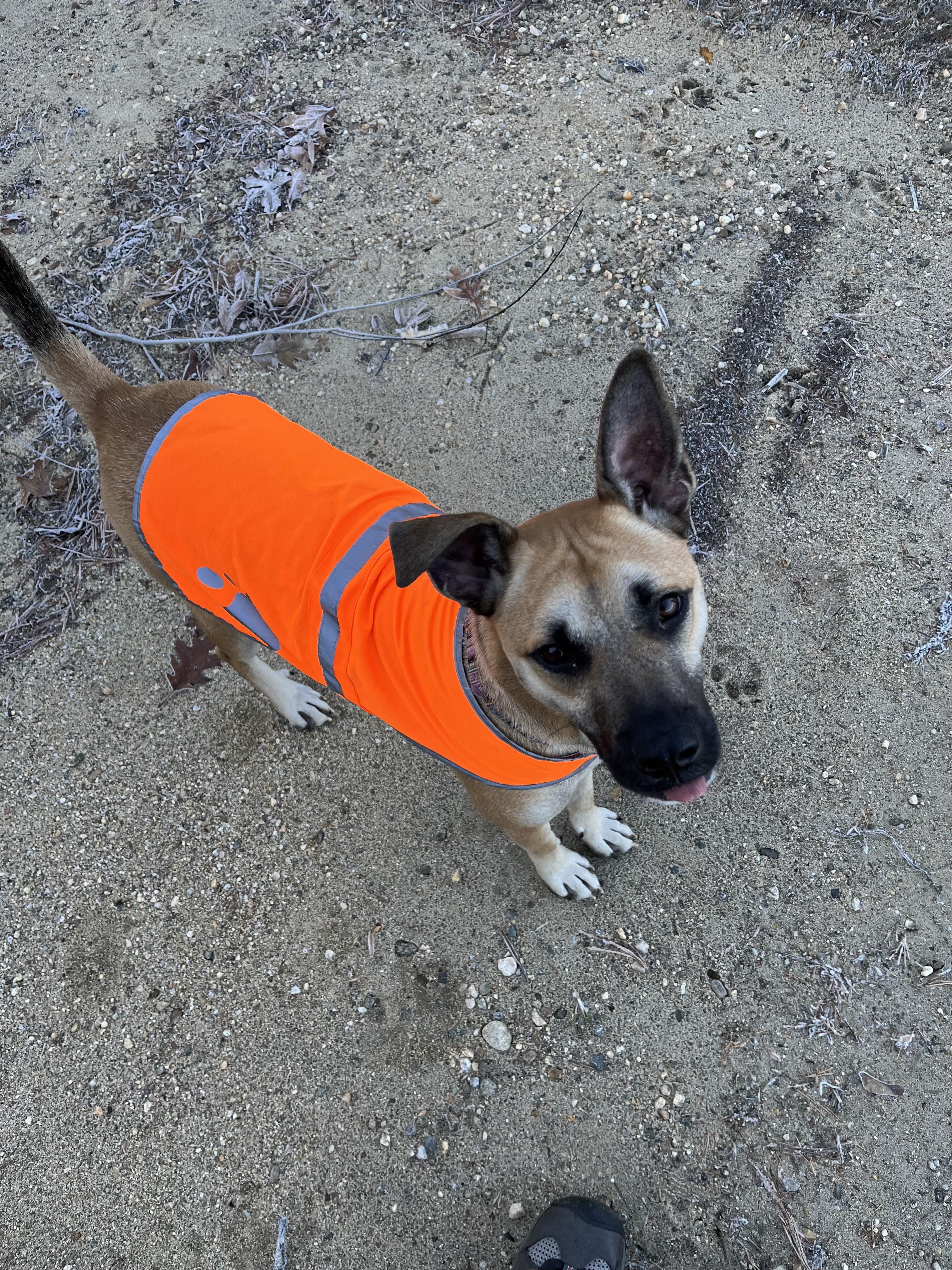 Scout, Adoptable, Young Male Shiba Inu & Australian Cattle Dog / Blue Heeler.