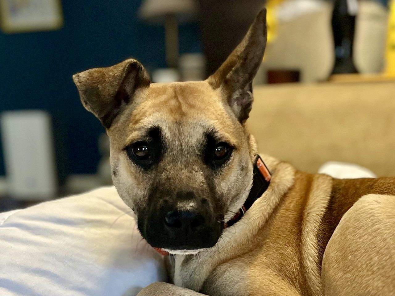 Scout, a Adoptable mixed breed in Watertown, CT image 5/5