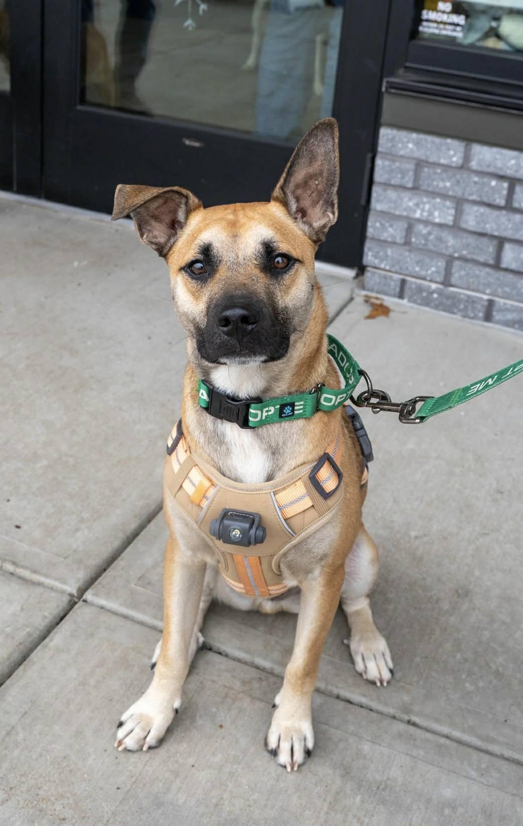 Enlarge Scout, an adopted mixed breed in Watertown, CT image 1/6