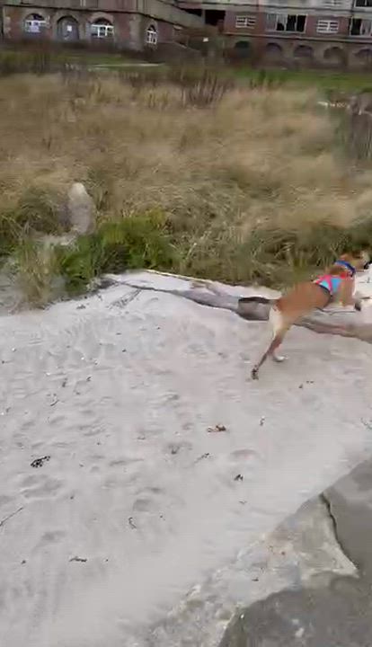 Enlarge Scout, an adopted mixed breed in Watertown, CT video 4/6