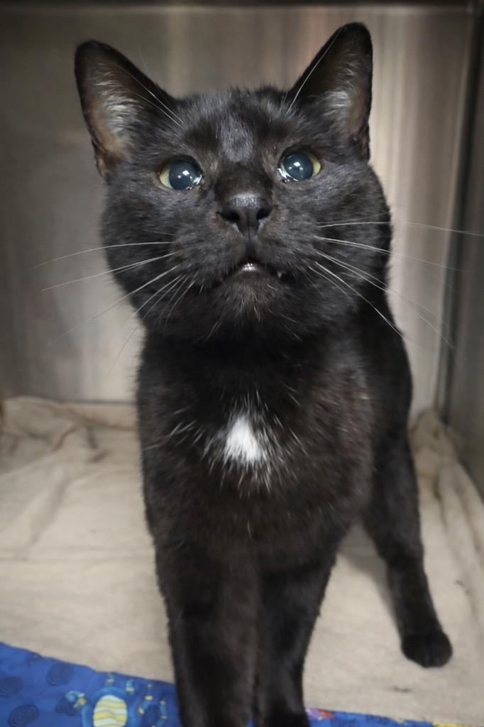 Helen, Adoptable, Young Female Domestic Short Hair.