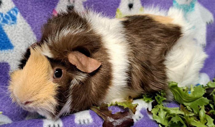 Peanut, a ADOPTABLE Abyssinian in Gary, IN image 4/5