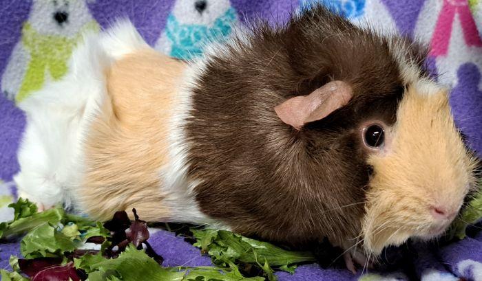 Peanut, a ADOPTABLE Abyssinian in Gary, IN image 3/5