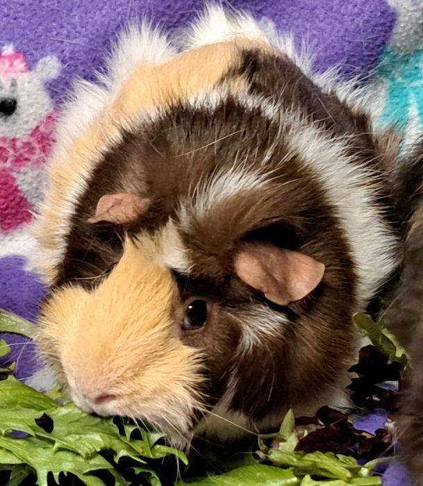 Peanut, a ADOPTABLE Abyssinian in Gary, IN image 5/5