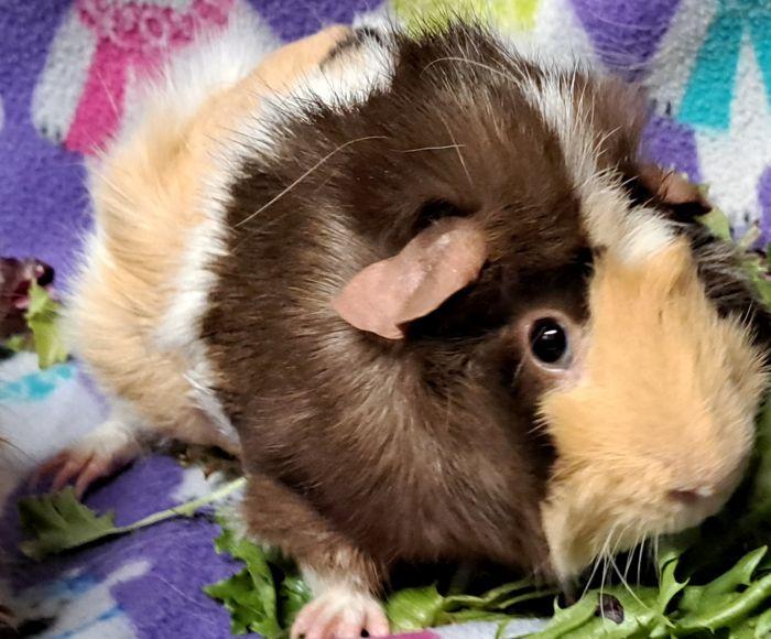 Peanut, a ADOPTABLE Abyssinian in Gary, IN image 2/5