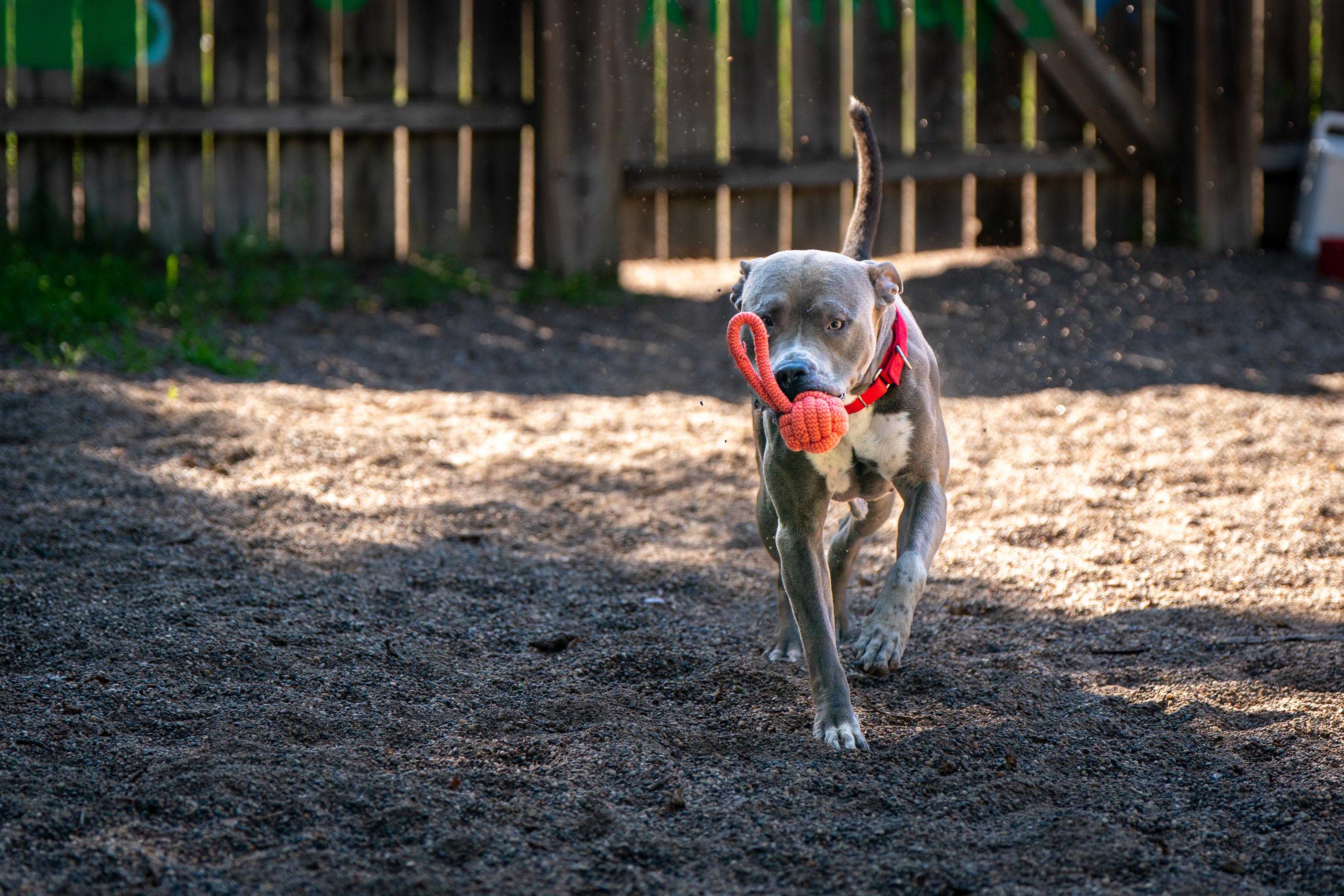 Chevy, Adoptable, Adult Male American Staffordshire Terrier & Pit Bull Terrier.
