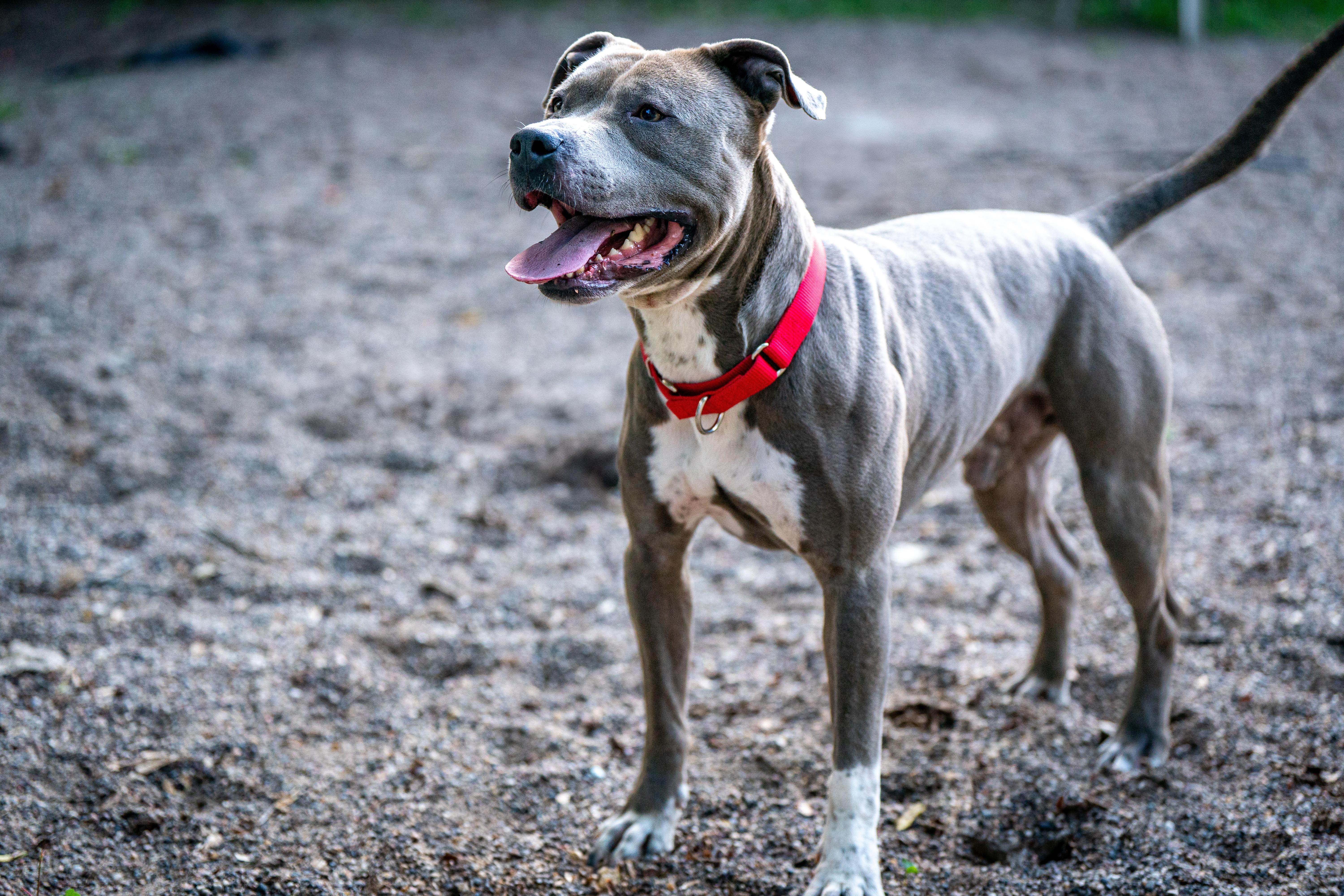 Chevy, a Adoptable mixed breed in Red Wing, MN image 3/5