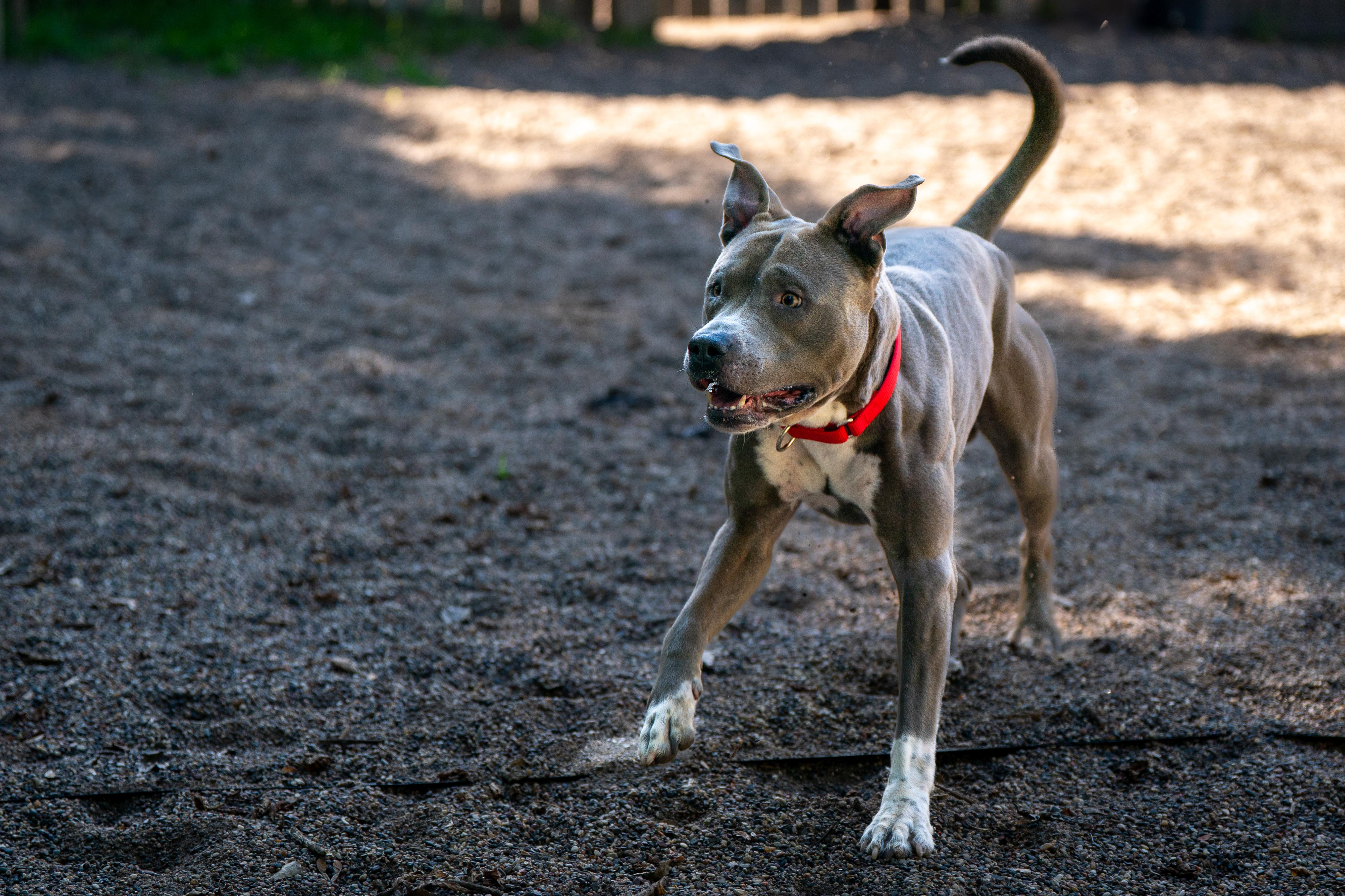 Chevy, a Adoptable mixed breed in Red Wing, MN image 4/5