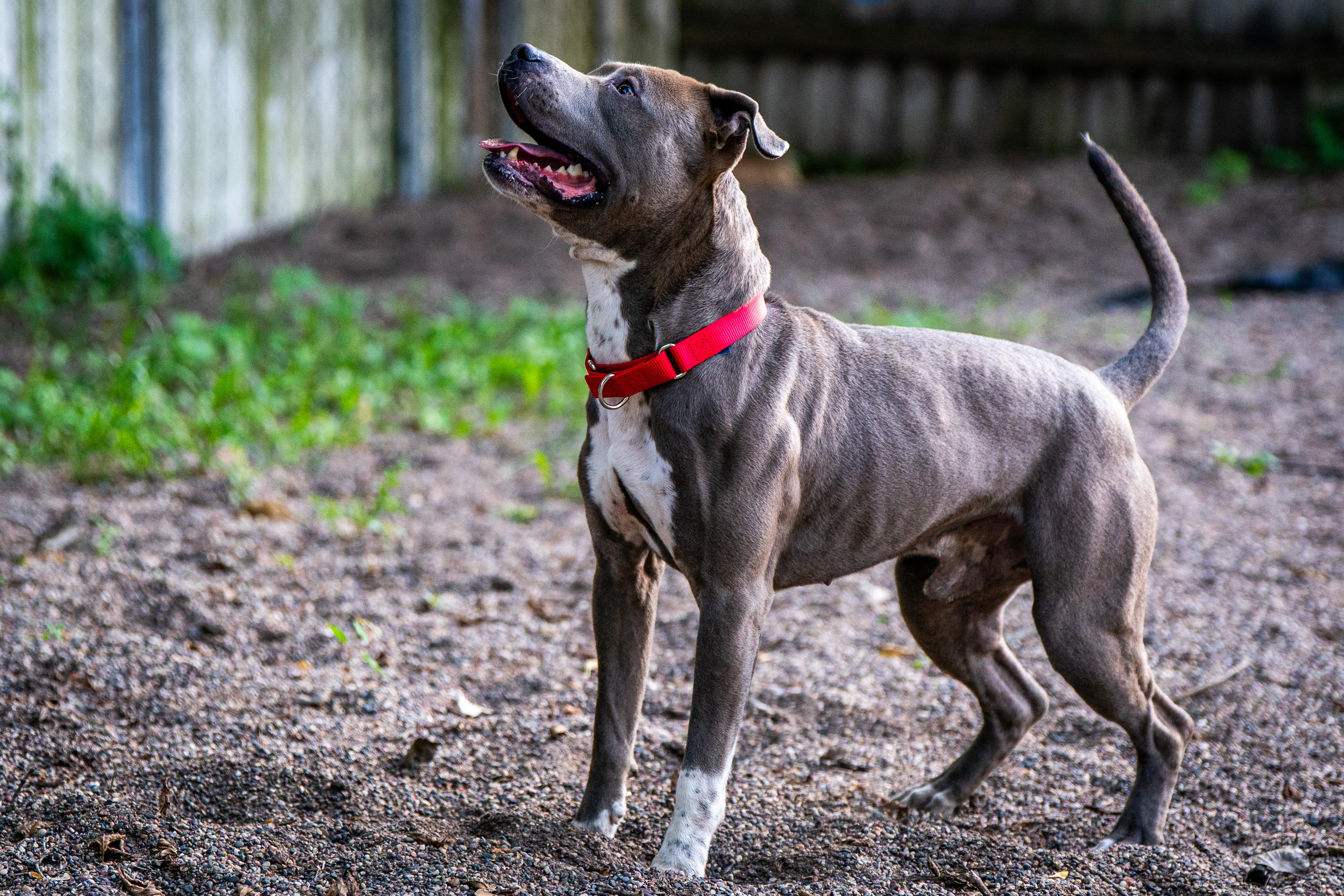 Chevy, Adoptable, Adult Male American Staffordshire Terrier & Pit Bull Terrier.