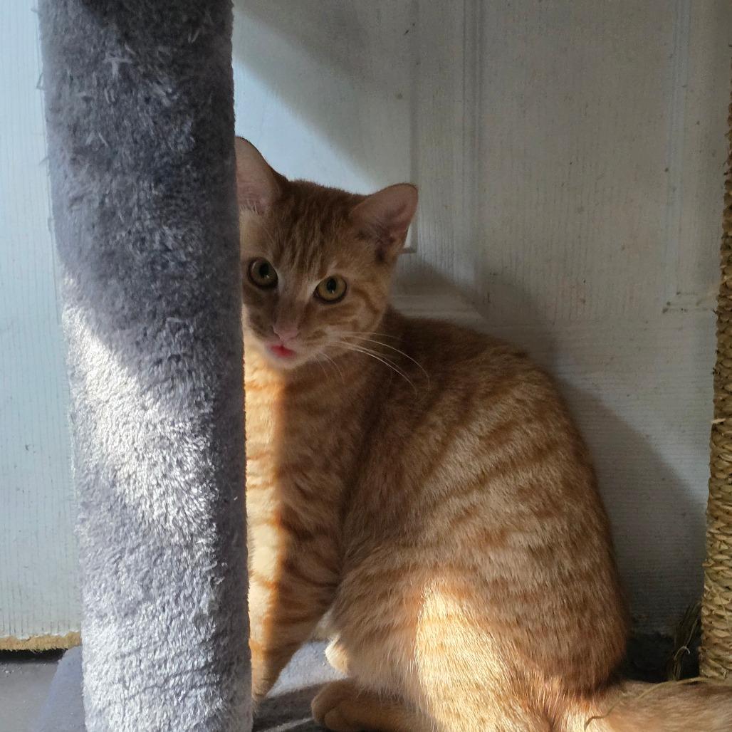 Bridgette, Adoptable, Young Female Domestic Short Hair.