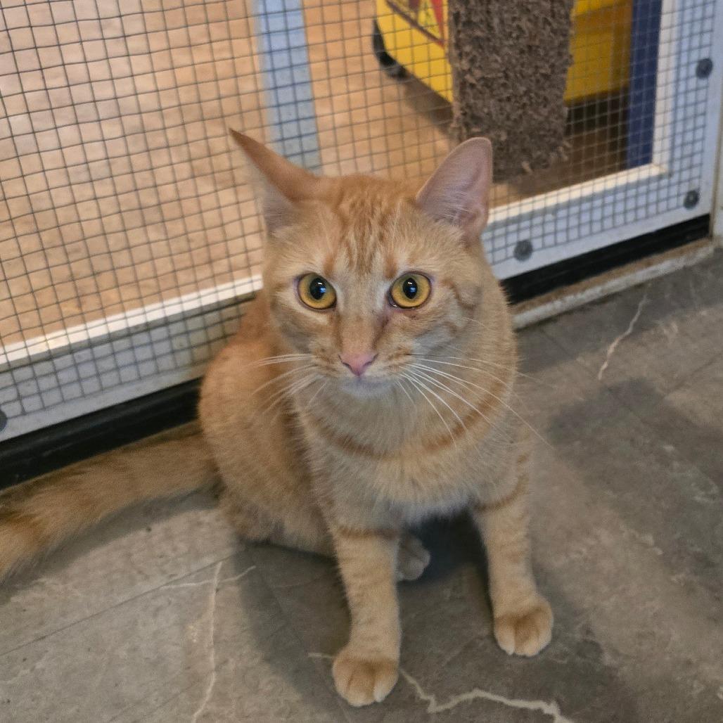 Bridgette, a Adoptable Domestic Short Hair in Hanna City, IL image 2/4