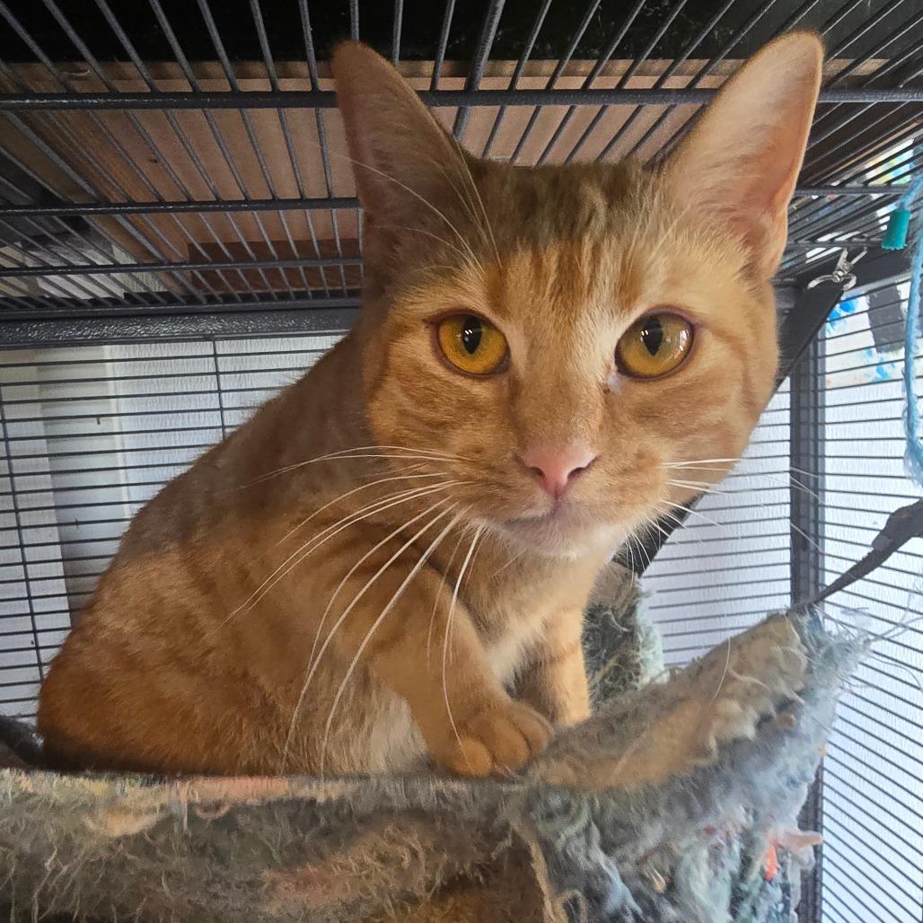 Enlarge Bridgette, a Adoptable Domestic Short Hair in Hanna City, IL image 2/3