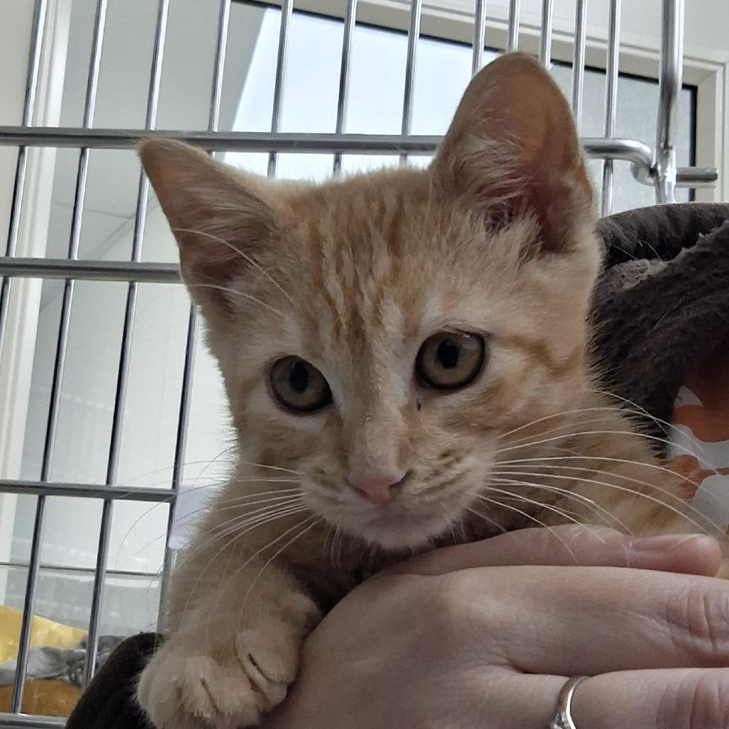 Enlarge Bridgette, a Adoptable Domestic Short Hair in Hanna City, IL image 3/3