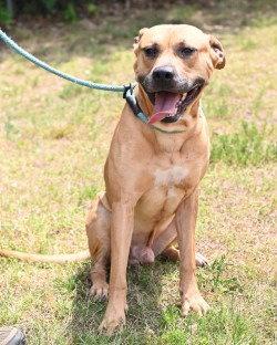 Enlarge DA 31 Dale, a Adoptable Pit Bull Terrier in Glen Allen, VA image 1/3