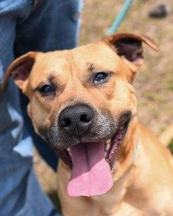 Enlarge DA 31 Dale, a Adoptable Pit Bull Terrier in Glen Allen, VA image 2/3