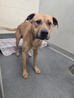 Enlarge DA 31 Dale, a Adoptable Pit Bull Terrier in Glen Allen, VA image 1/1