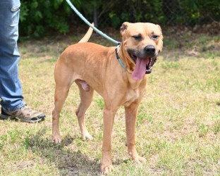 Enlarge DA 31 Dale, a Adoptable Pit Bull Terrier in Glen Allen, VA image 3/3