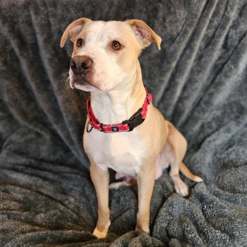 Henrietta — thumbnail 2