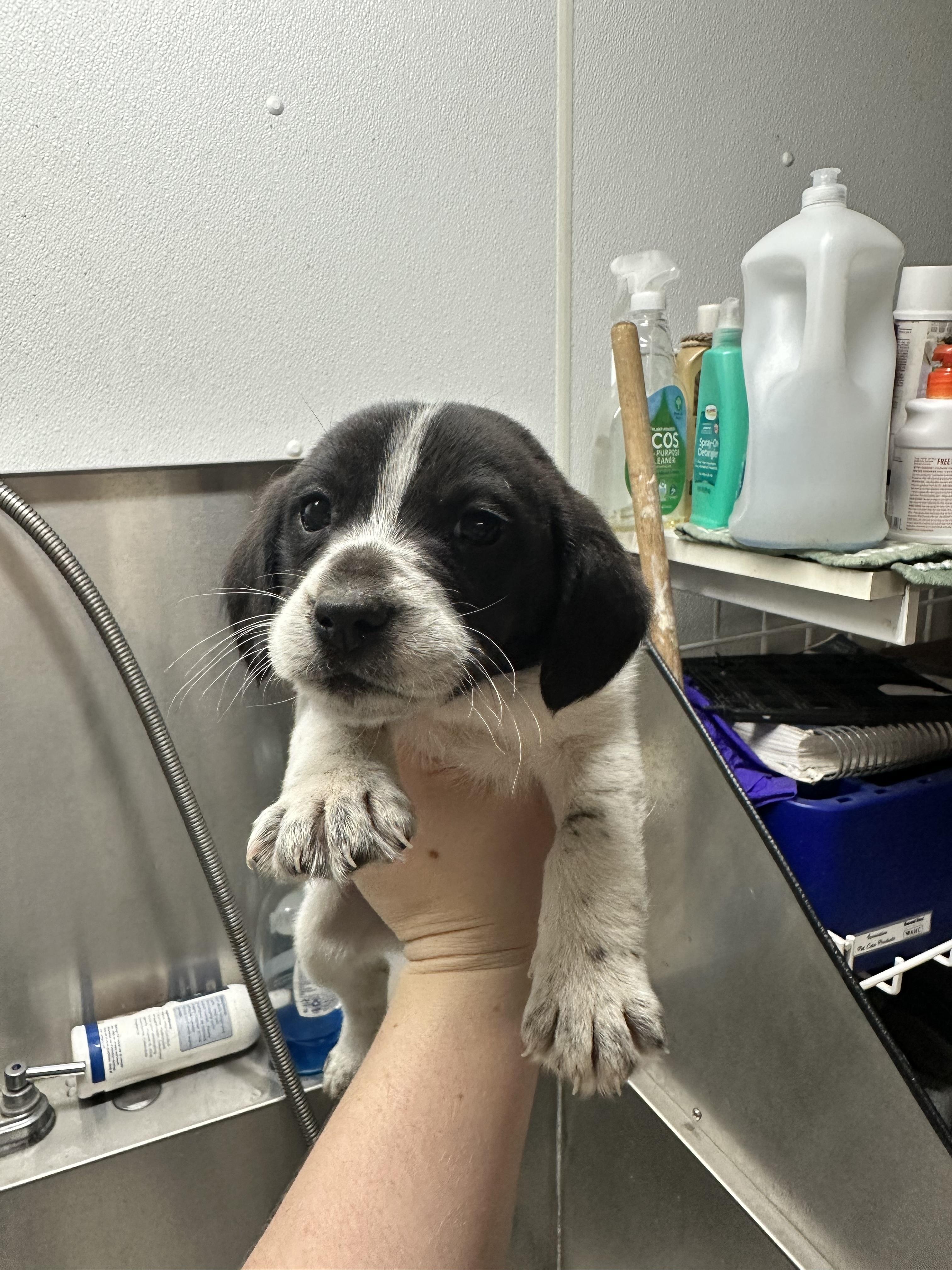 Cooper, Adopted, Young Male Beagle & Border Collie.