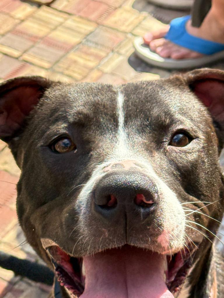 CeeCee, Adoptable, Young Female Pit Bull Terrier & Boxer.
