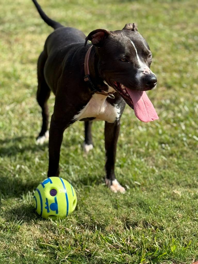 CeeCee, a Adoptable mixed breed in Augusta, GA image 2/3