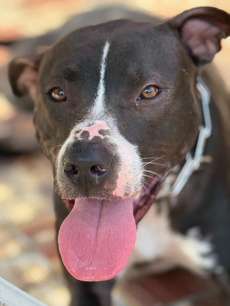 CeeCee, a Adoptable mixed breed in Augusta, GA image 3/3