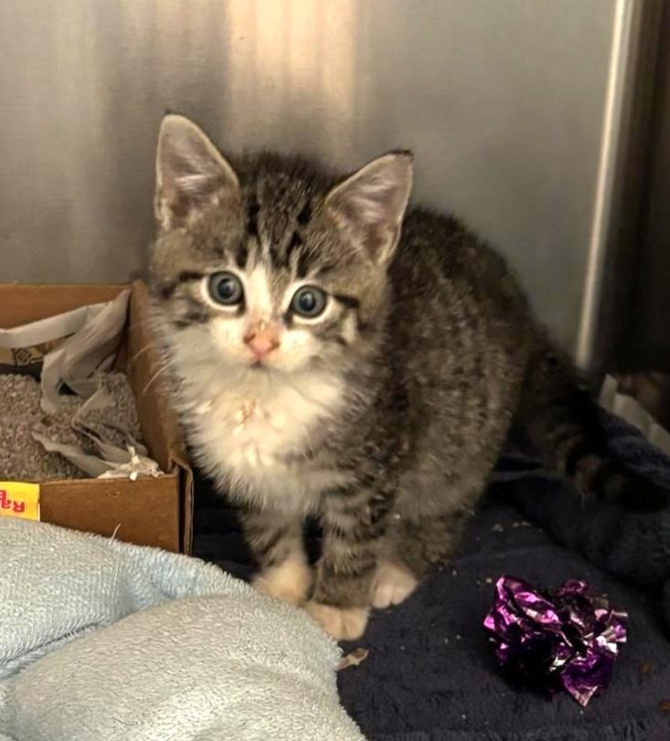 TABBY KITTEN (cc#7177), Adoptable, Kitten Female Domestic Short Hair.