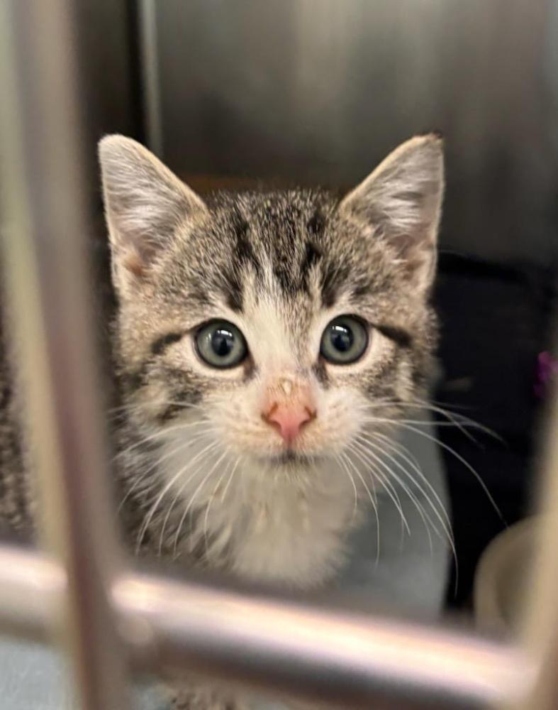 Enlarge TABBY KITTEN (cc#7177), a Adoptable Domestic Short Hair in West Orange, NJ image 2/4